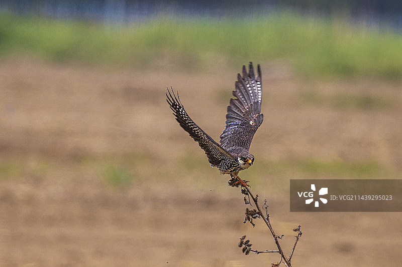 阿穆尔隼图片素材