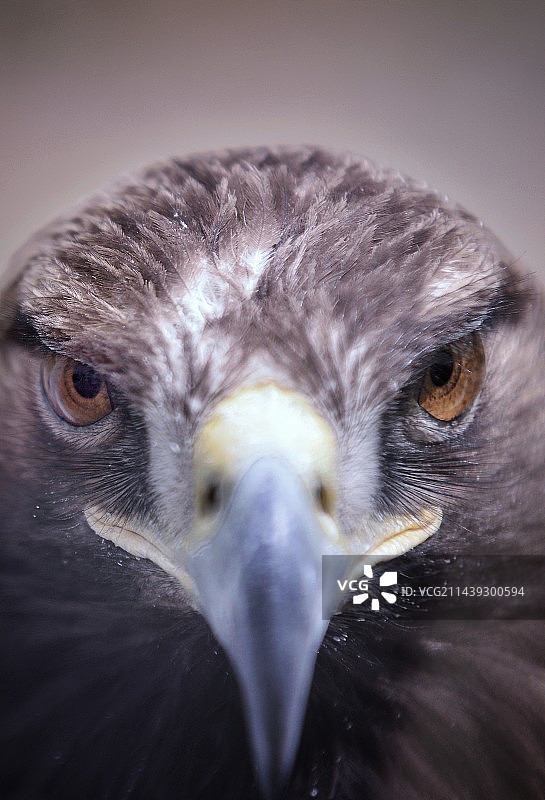 动物肖像特写～金雕图片素材