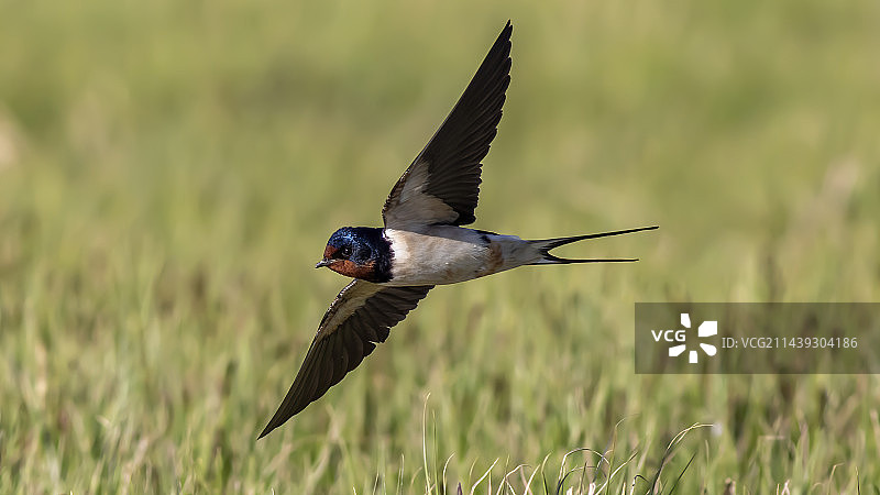 飞行的家燕图片素材