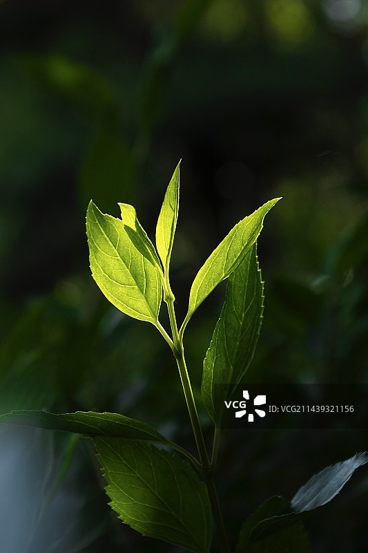 植物在野外生长的特写镜头图片素材