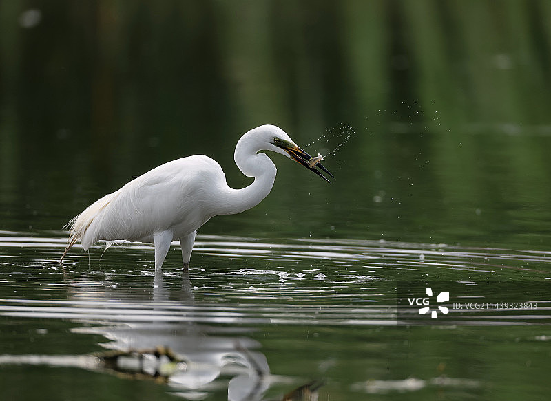 洁白如雪的白鹭鸟图片素材