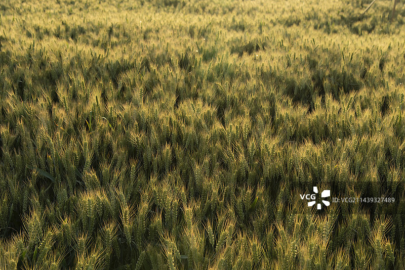 金黄色的麦田图片素材