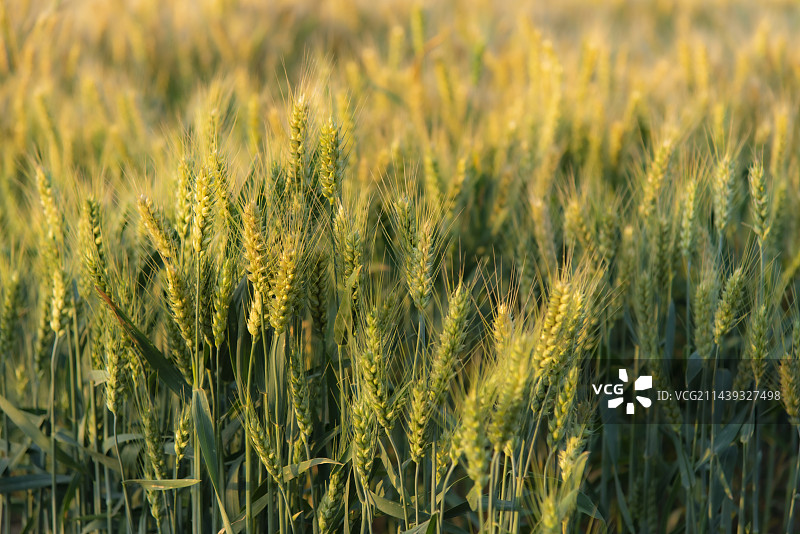 金黄色的麦田图片素材