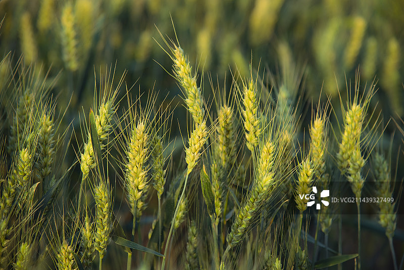 金黄色的麦田图片素材