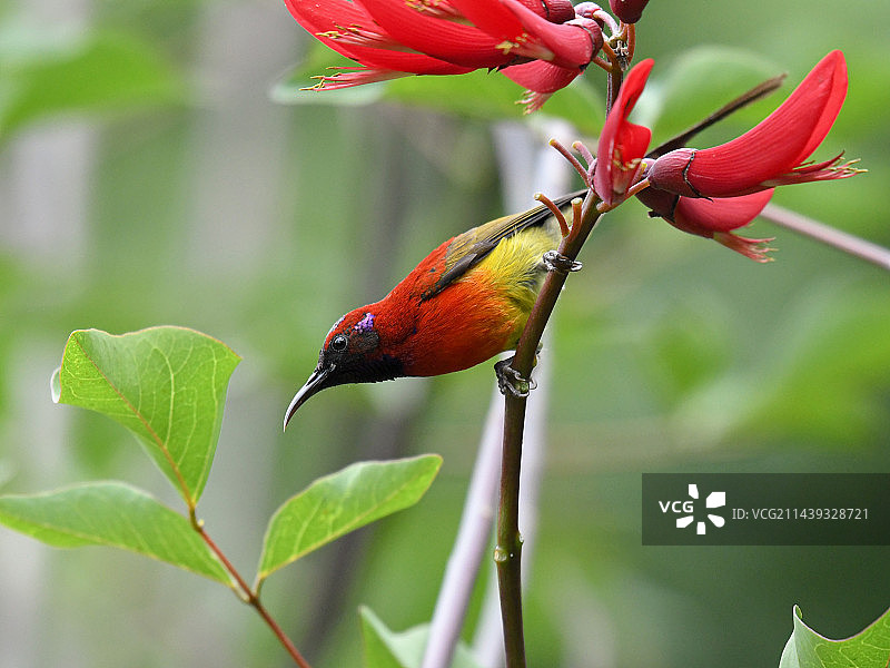 太阳鸟图片素材