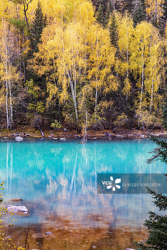 新疆喀纳斯风景区白桦林秋色清澈湖水风光图片素材