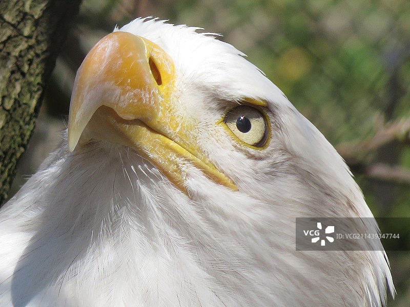 白头鹰图片素材