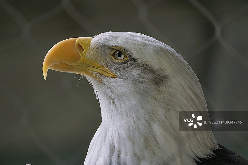 白头鹰图片素材