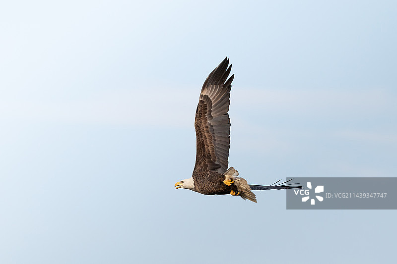 白头鹰图片素材