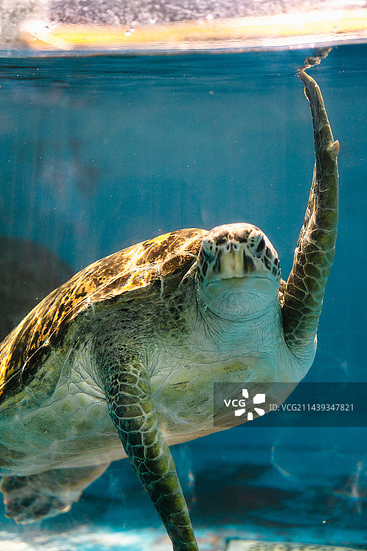 动物园图片素材