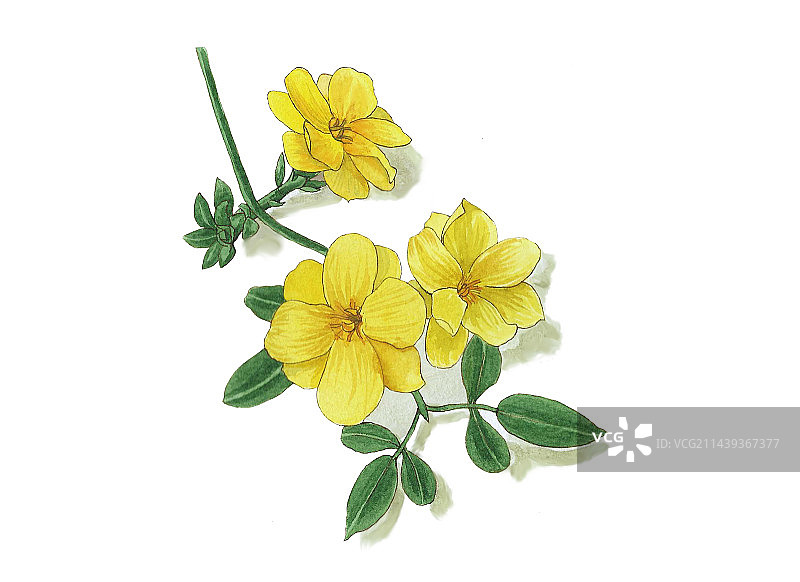 水彩手绘-黄色花朵图片素材