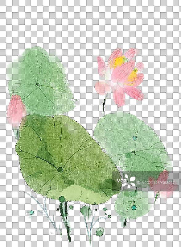 池塘里的荷花图片素材