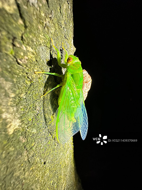 知了羽化图片素材