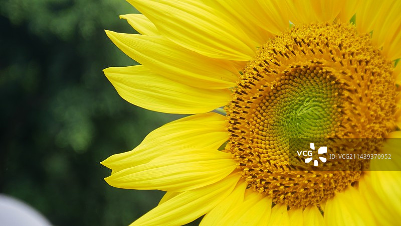 初夏的向日葵图片素材