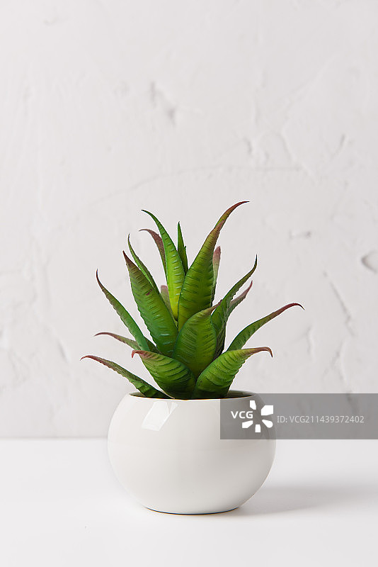 白色桌上的一盆多肉植物，室内简约清新背景图片素材