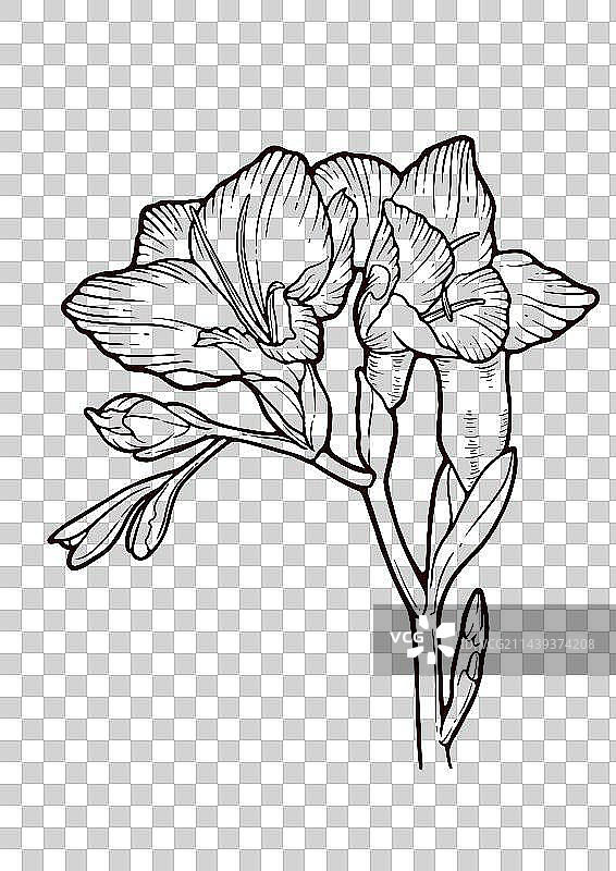 花卉线稿图片素材