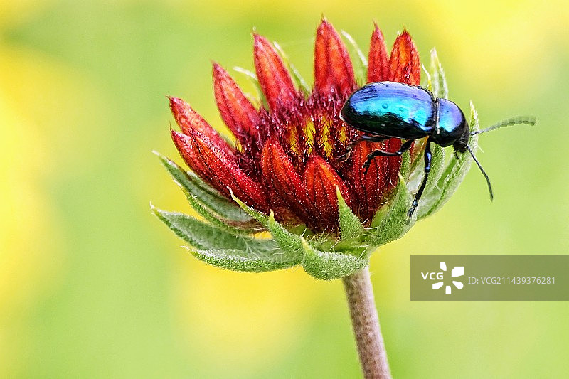 金龟子和花的故事图片素材