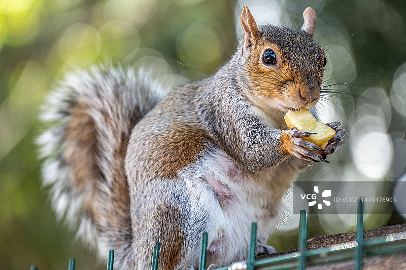 英国吃坚果和面包的小松鼠图片素材