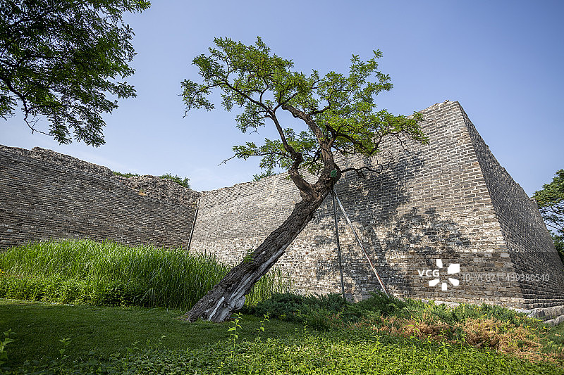夏天，明城墙遗址公园，古树图片素材