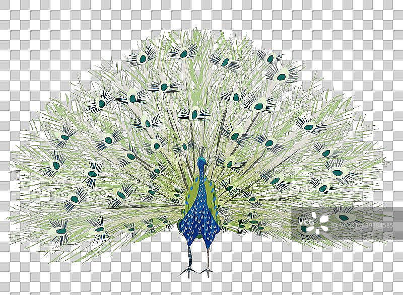 孔雀插画元素图片素材