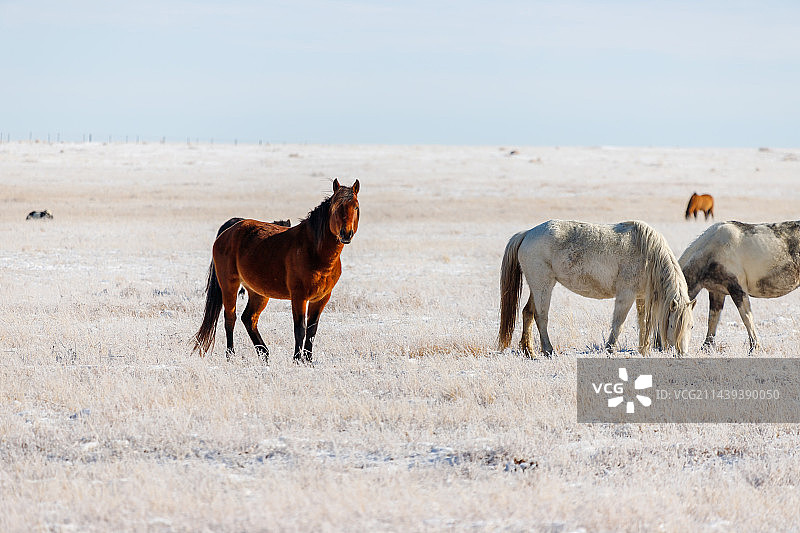 航拍内蒙古呼伦贝尔雪原马儿奔跑图片素材