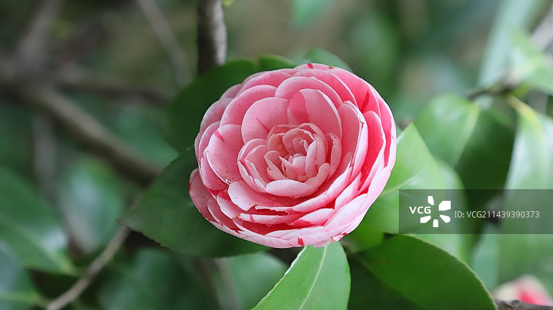 江苏苏州市沧浪亭春天山茶花盛开图片素材