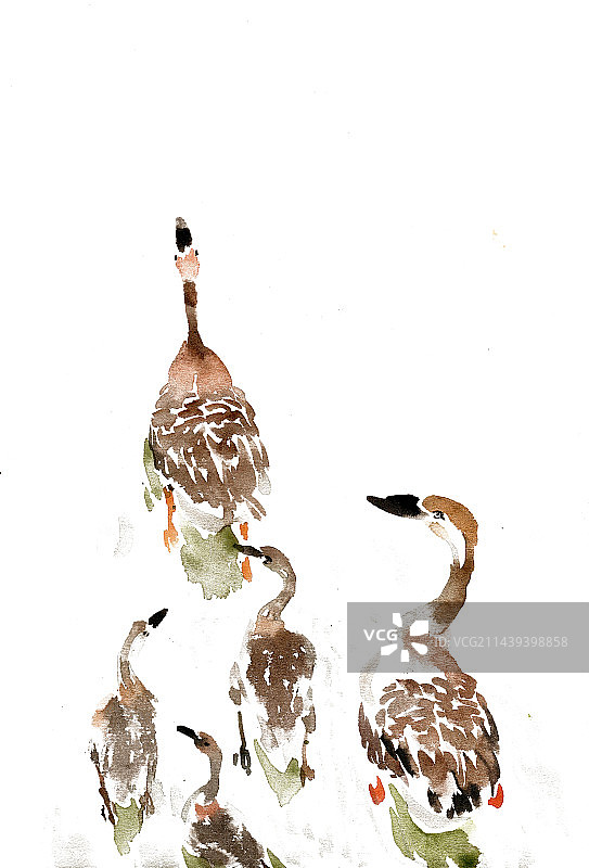 游泳的鸭子图片素材