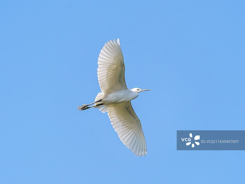 白鹭图片素材