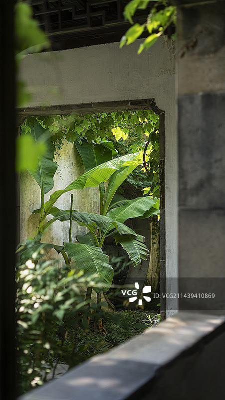 苏州园林，留园，六月天图片素材