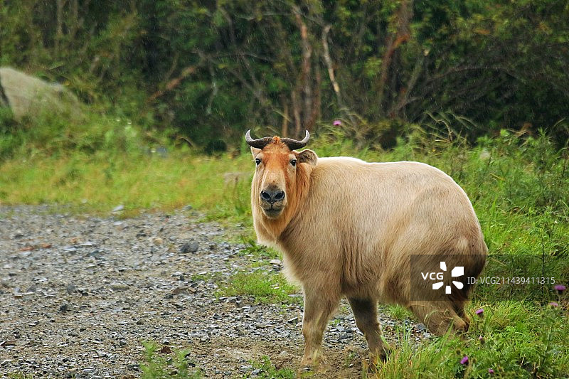 秦岭羚牛图片素材