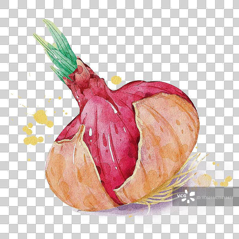 水彩蔬菜洋葱插画图片素材