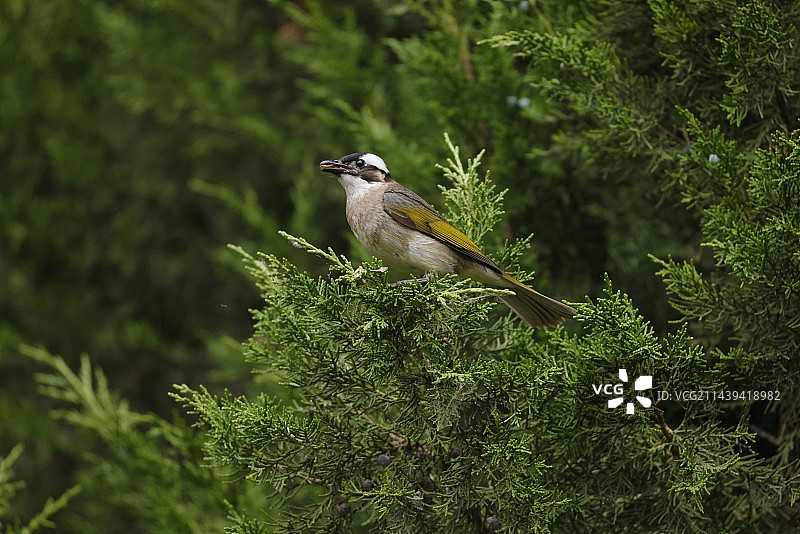白头鹎图片素材