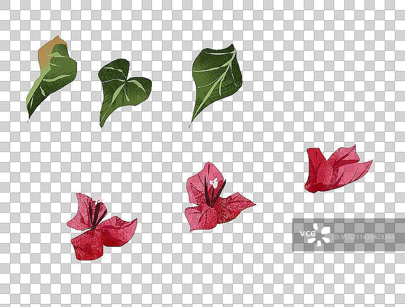 三角梅插画元素图片素材