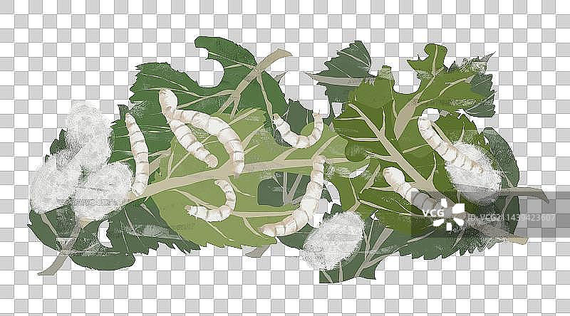 桑叶和蚕插画元素图片素材