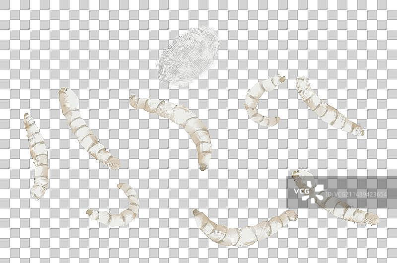 蚕插画元素图片素材