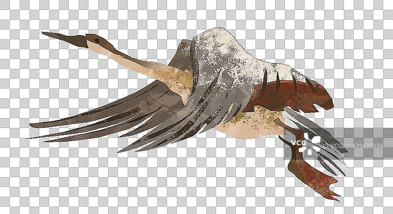 大雁插画元素图片素材