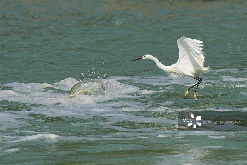 踏浪追鱼—拍于厦门西堤观鸟廊图片素材