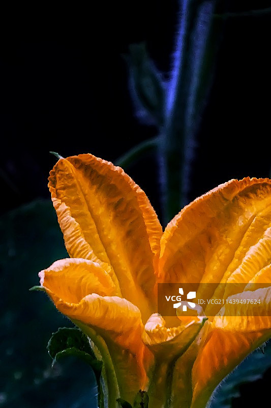 南瓜花图片素材