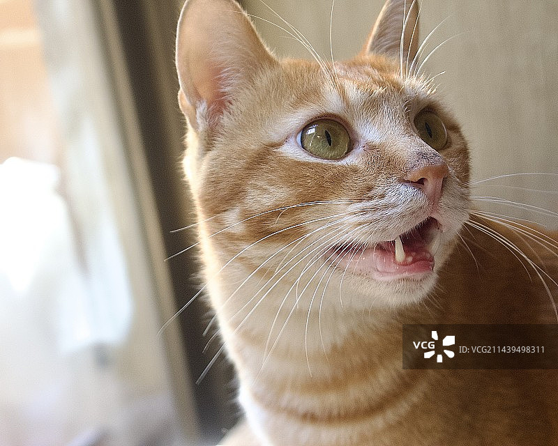 猫的特写肖像图片素材