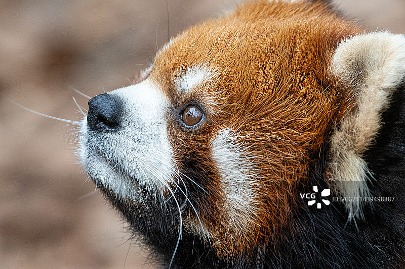 小熊猫的特写肖像图片素材