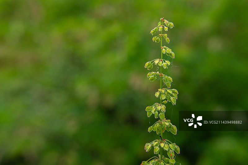 模糊背景下有花植物的特写   木兰纲石竹目蓼科酸模属植物图片素材