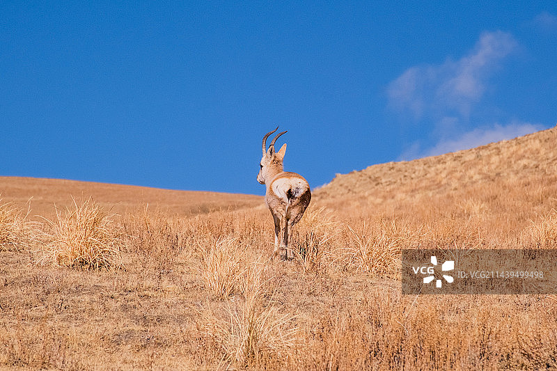 藏原羚图片素材