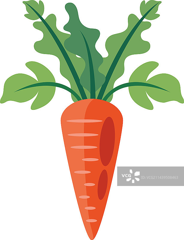 新鲜有机胡萝卜图片素材