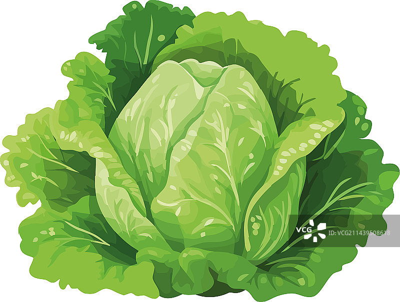 新鲜的绿色生菜图片素材