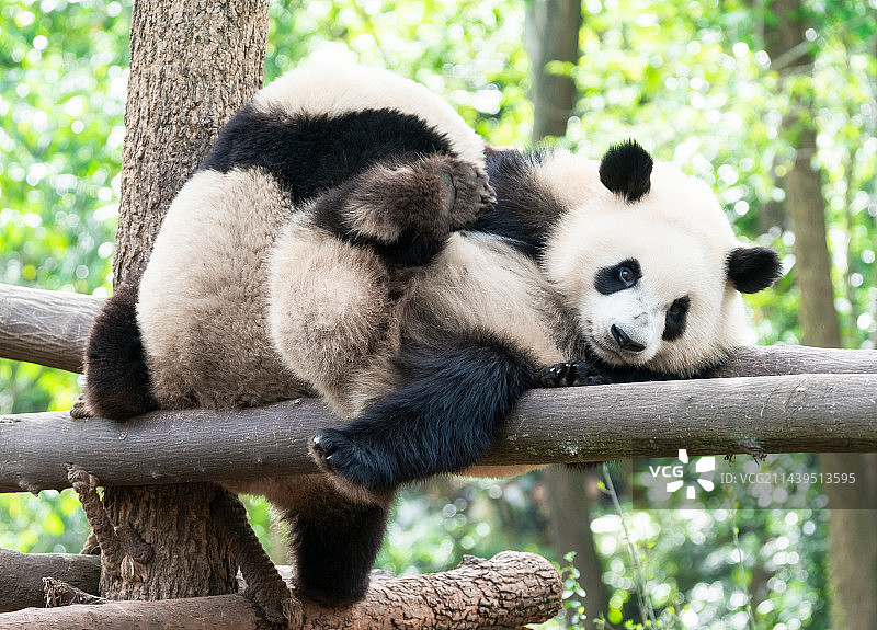 两只正在嬉戏的幼年大熊猫轮辉和雅颂图片素材