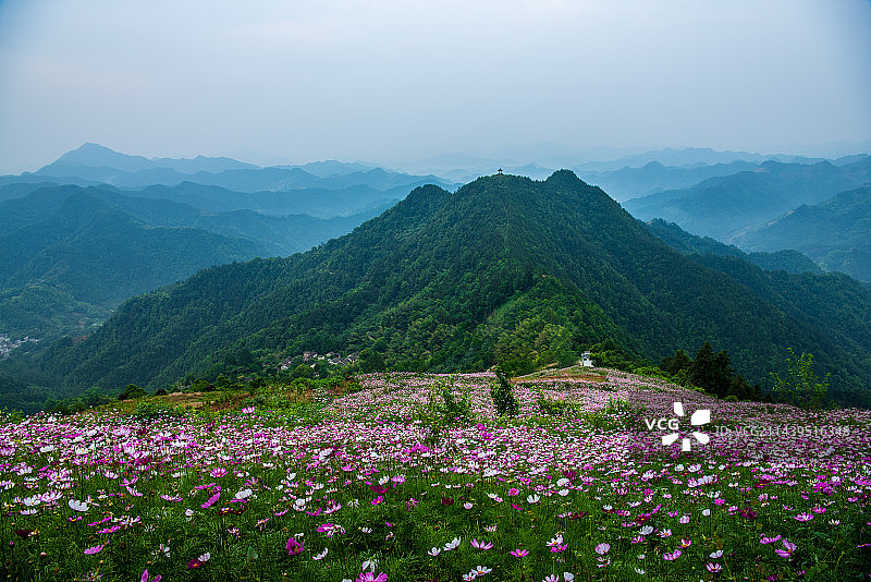 黄山歙县石潭格桑花的早晨图片素材