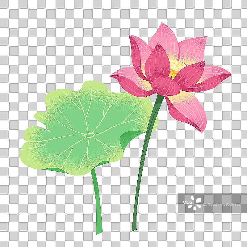 夏季荷花素材图片素材