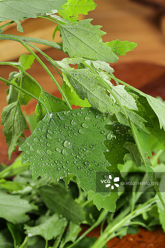 深底上的灰灰菜图片素材