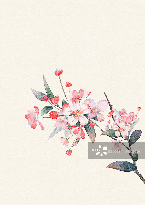 一支苹果花插画图片素材