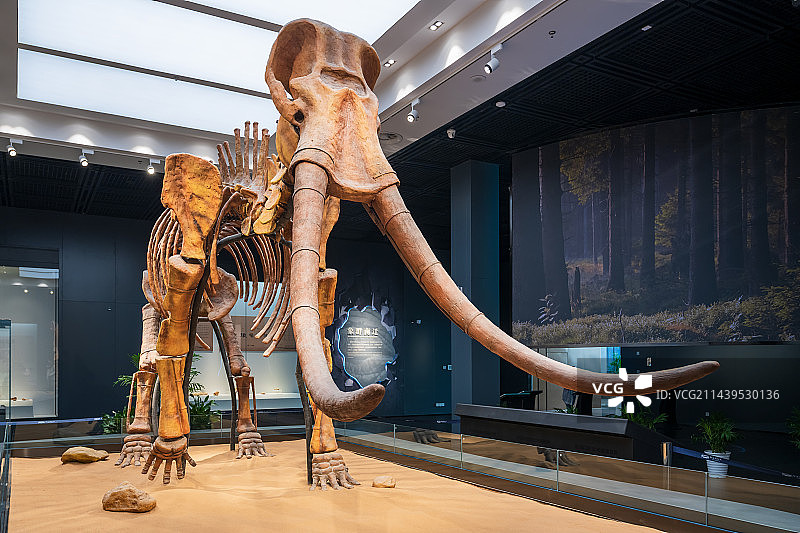 亚洲中国河南省郑州博物馆展出的远古纳玛古菱齿象化石图片素材